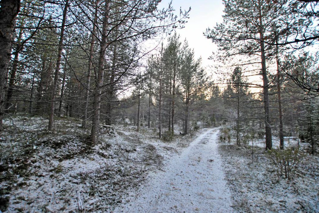 Lapissa riittää nuorta metsää. Vuotuinen kasvu on noin 13 miljoonaa kuutiometriä vuodessa.