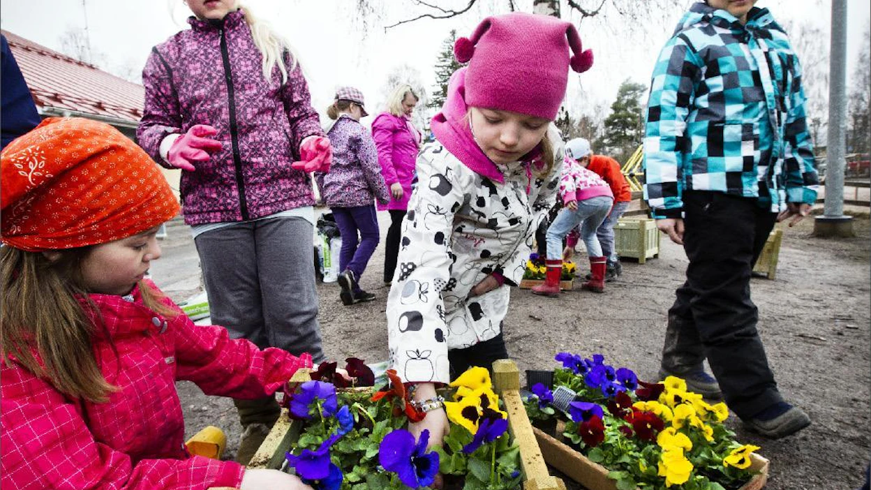 Kari Salonen Ellen Vahteristo (vas.), Johanna Niemelä, Aada Tahvanainen ja Tony Virta istuttivat torstaina orvokkeja Rekolan koulun pihalla Vantaalla.