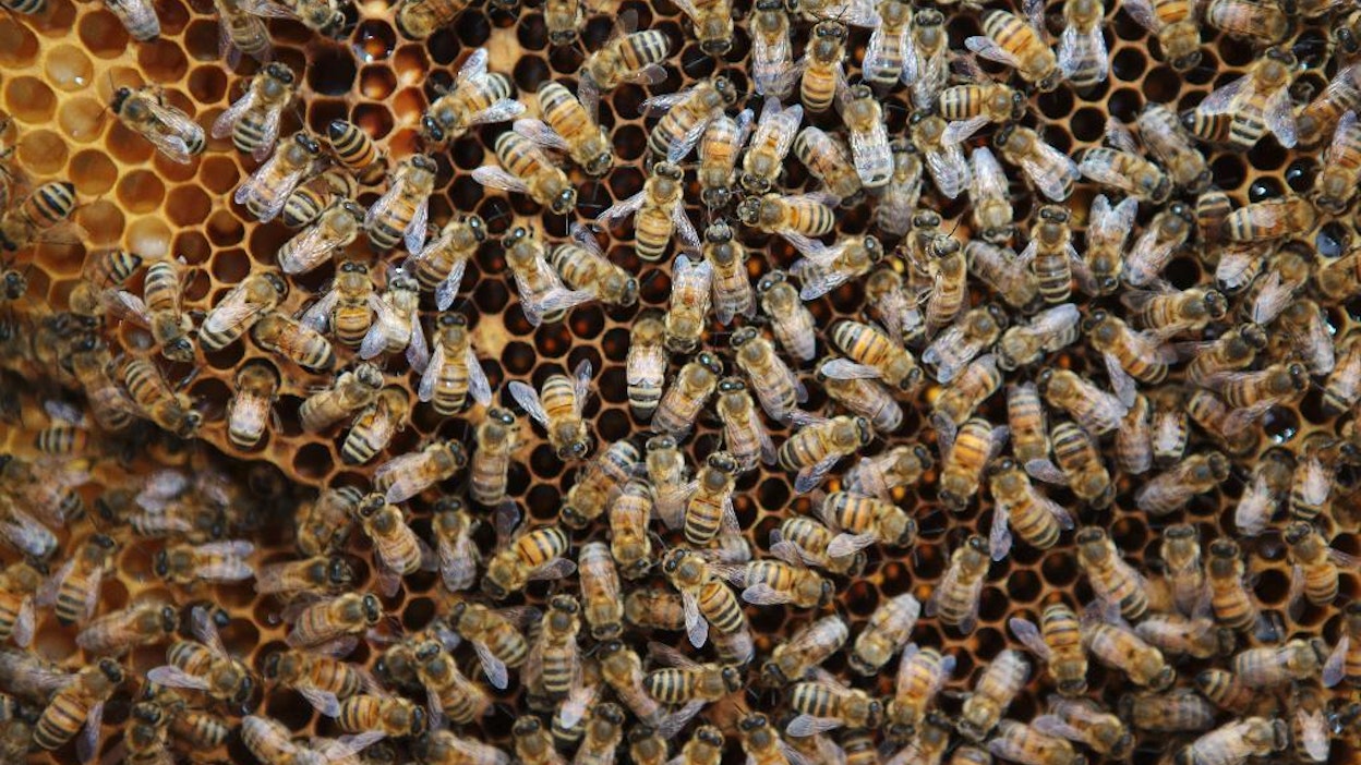 Viranomaisten mukaan Loimaan mehiläiskuolemille voi olla useita syitä. Tähän asti syyksi on arveltu kasvinsuojeluaineita.