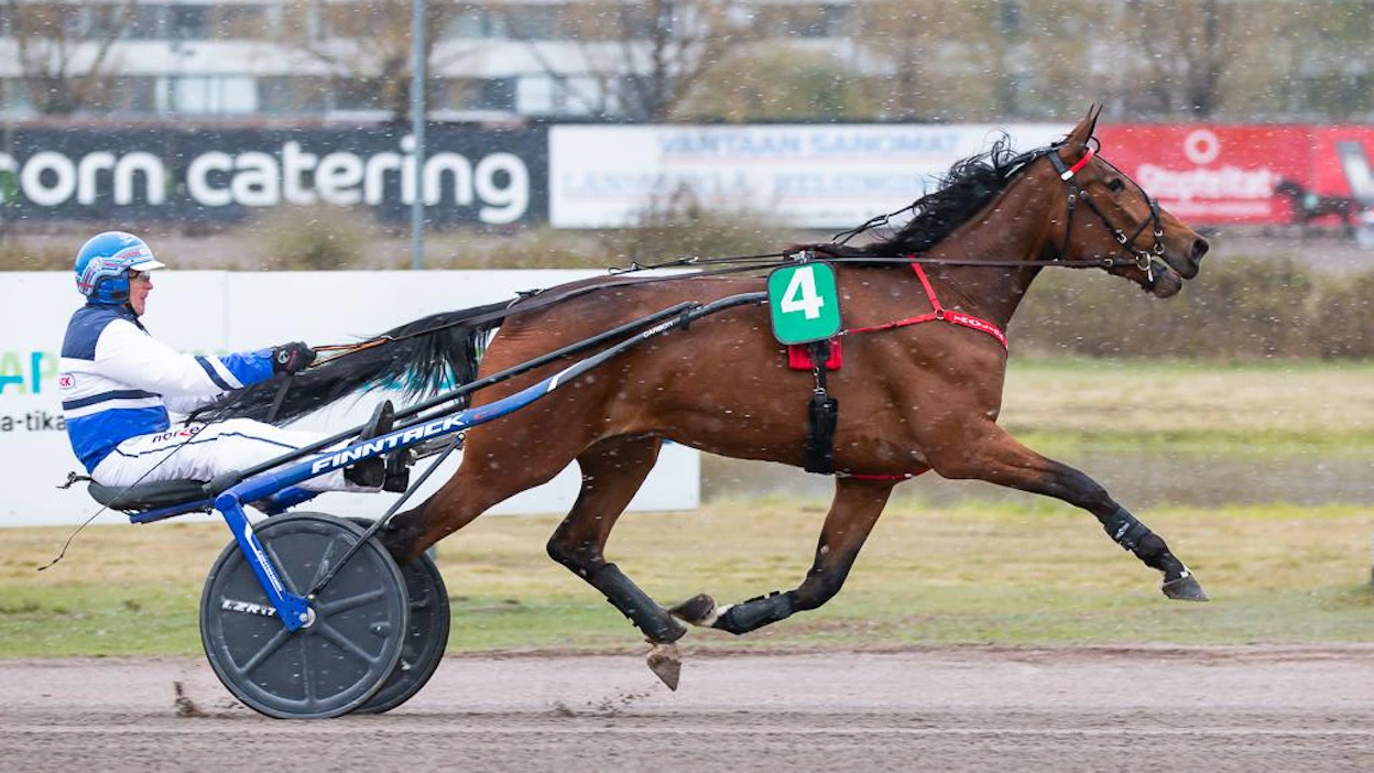 Pekka Korven tallin lippulaiva Mascate Match on Suuren Suomalaisen Derbyn suvereeni suosikki. Sillä kävi lähtöratatuurikin karsintoihin.