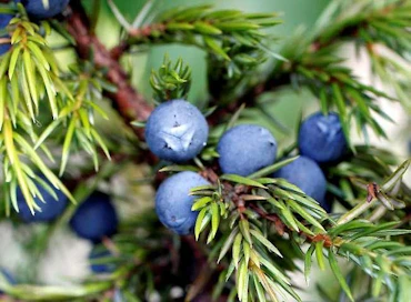 Katajanmarjoja, eli katajan käpyjä, käytetään juomien lisäksi myös esimerkiksi mausteseosten raaka-aineena.