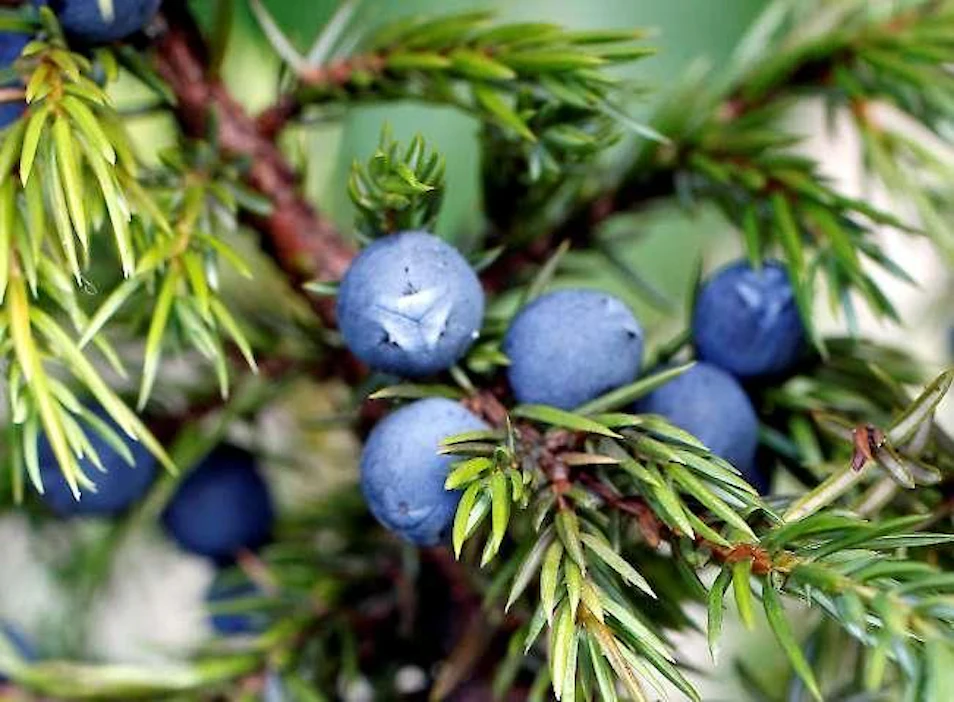 Katajanmarjoja, eli katajan käpyjä, käytetään juomien lisäksi myös esimerkiksi mausteseosten raaka-aineena.