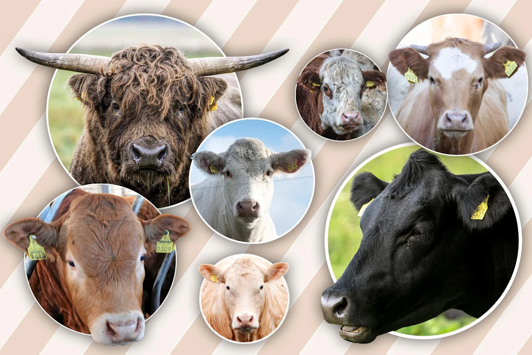 Suomessa kasvatettavat yleisimmät lihakarjarodut ovat ylämaankarja eli highland cattle (vas. yläkulma), hereford, simmental, limousin (vas. alakulma), blonde d'aquitaine eli blondi, aberdeen angus sekä charolais (kesk.).