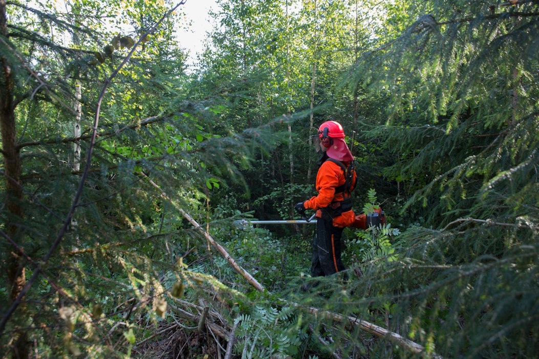 Nykyinen metsälaki sallii aiempaa enemmän valinnanvaraa metsänhoidossa.