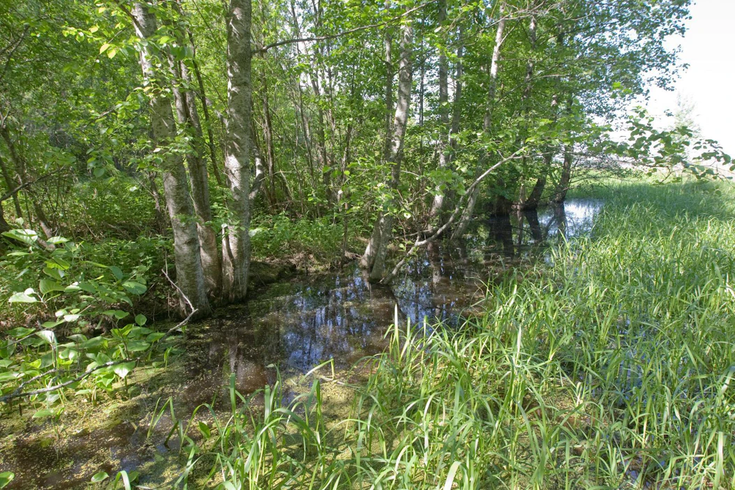 Puutiaiset viihtyvät metsäisillä ja kosteilla alueilla, joissa on tiheä aluskasvillisuus. Ruoholla oleskeleva punkki tarttuu raajoillaan ohi kulkevaan eläimeen tai ihmiseen, mutta ei hyppää.