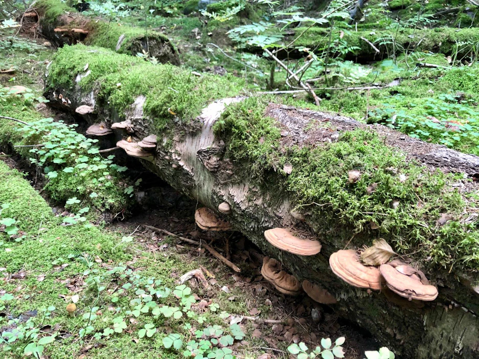 HCV-karttojen lahopuuarviot ovat niin heikolla pohjalla, että MTK vaatii metsäteollisuutta luopumaan karttojen käytöstä.