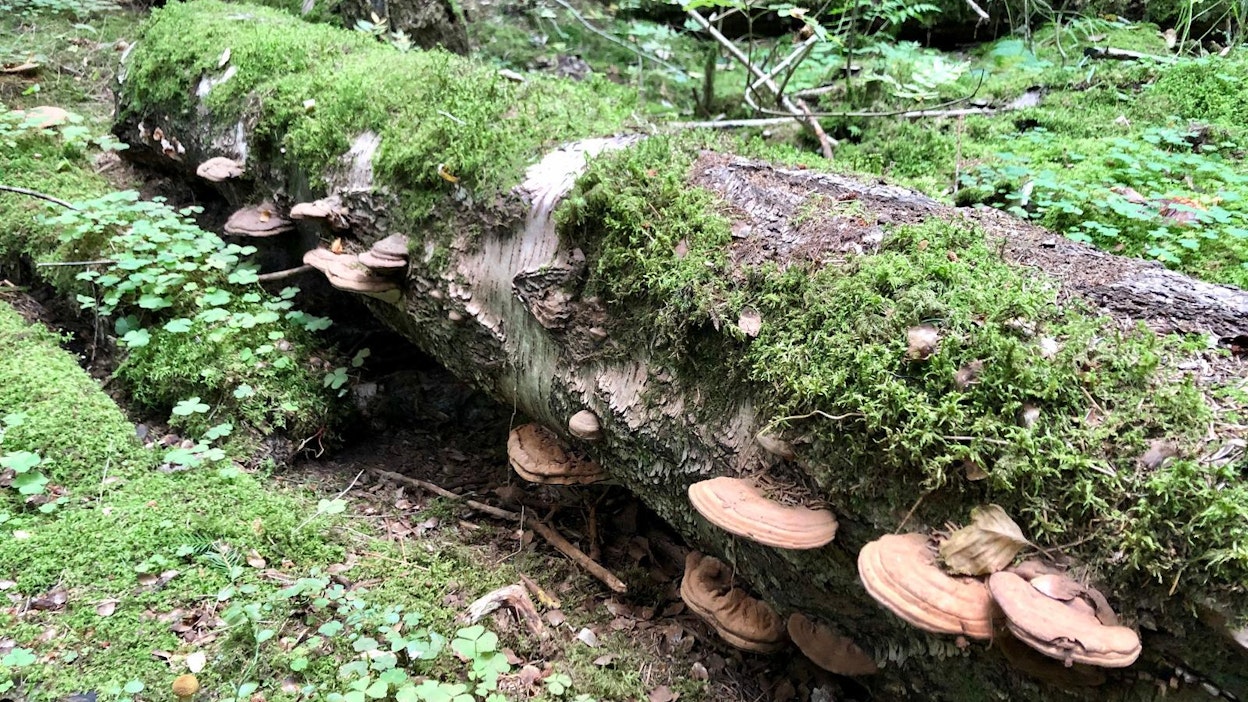 HCV-karttojen lahopuuarviot ovat niin heikolla pohjalla, että MTK vaatii metsäteollisuutta luopumaan karttojen käytöstä.