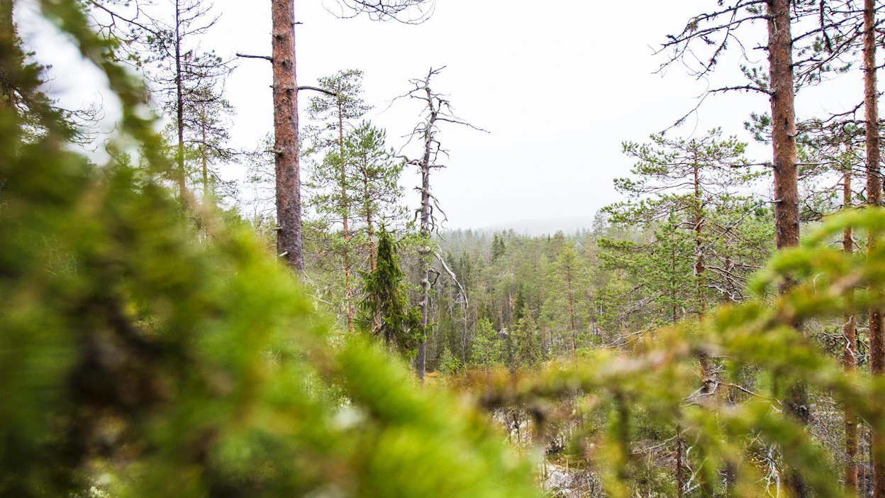 Eniten kävijämäärät ovat kasvaneet matkailukeskusten läheisyydessä sijaitsevissa kansallispuistoissa.