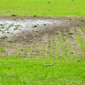 Osalla Loimaan pelloista vesi on jäänyt seisomaan lohkoille. Tilanne on erityisen hankala ohralle. Kuva ei ole Loimaalta.