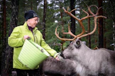 Nuuksion poropuiston eläimet ovat puolivillejä, mutta jäkälän avulla niitä pääsee tarkastelemaan lähietäisyydeltä, kertoo Ulpu Haverinen.