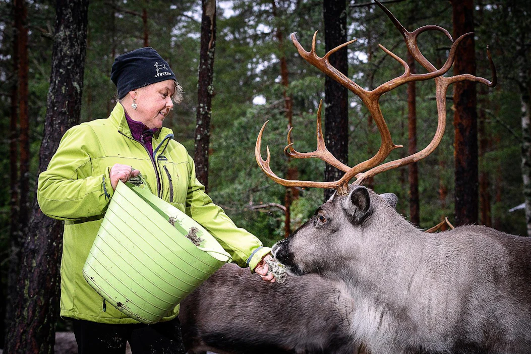 Nuuksion poropuiston eläimet ovat puolivillejä, mutta jäkälän avulla niitä pääsee tarkastelemaan lähietäisyydeltä, kertoo Ulpu Haverinen.