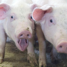 Viime vuonna Suomessa tuotettiin sianlihaa 171 miljoonaa kiloa ja sitä kulutettiin 168,7 miljoonaa kiloa.