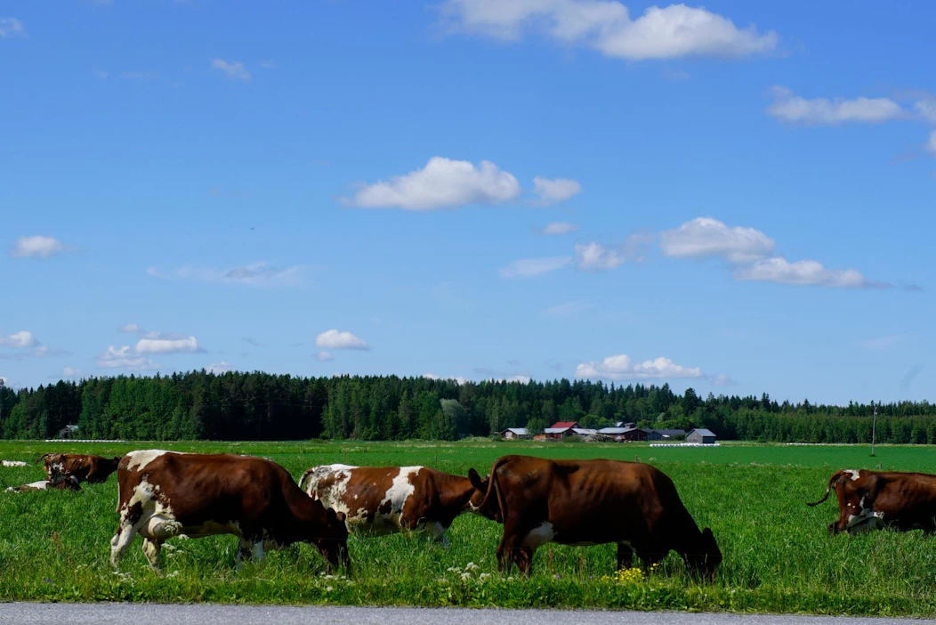 Koskenkorvan tehtaalla tehdään rehuja niin naudoille, siipikarjalle kuin sioillekin.