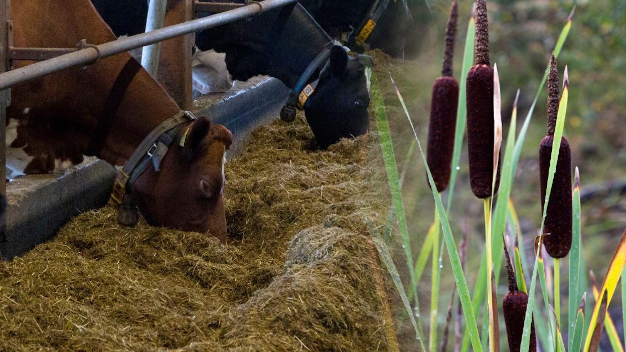 Osmankäämistä pelastus suopelloille ja apetta ammuille? Tämäkin olisi mahdollista, linjaavat Luken tutkijat.