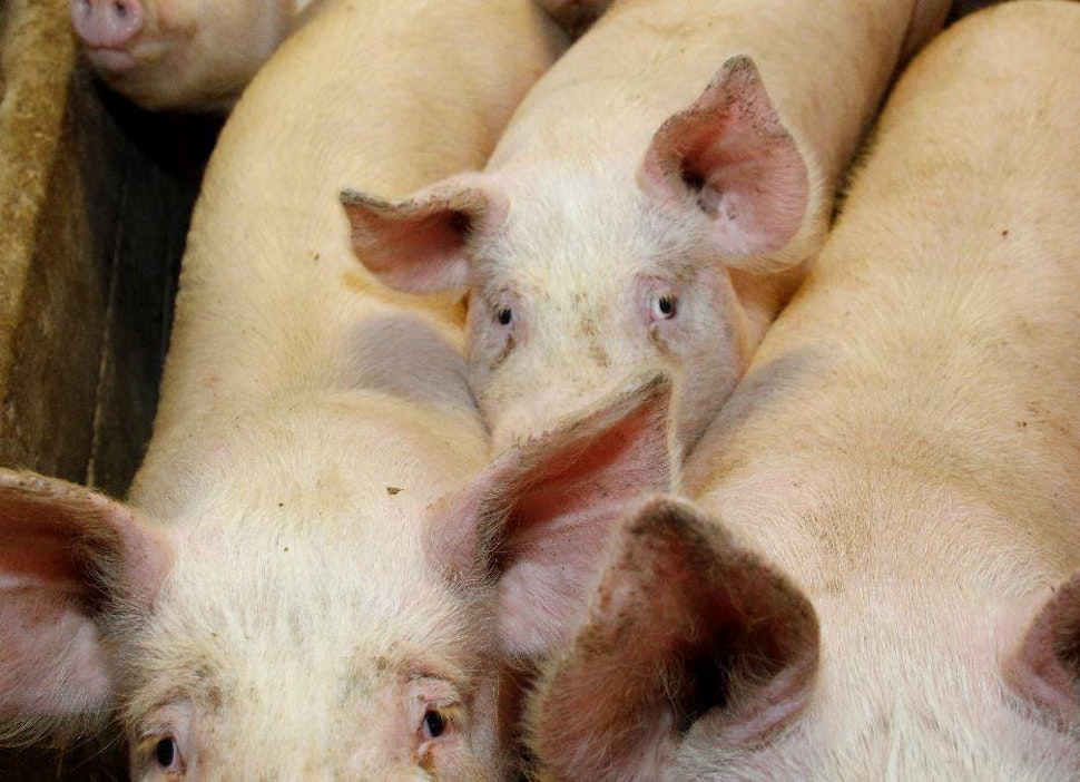 Kuvan siat eivät liity tapaukseen.