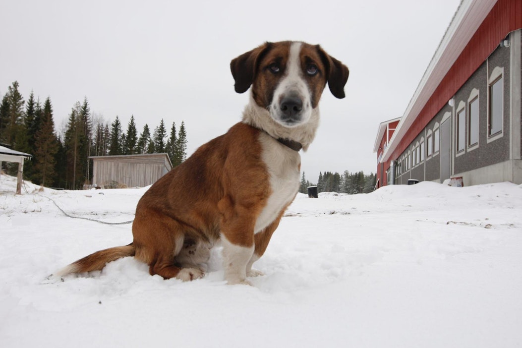 Tutkijoiden mukaan koiran omistaminen voi lisätä fyysistä aktiivisuutta.