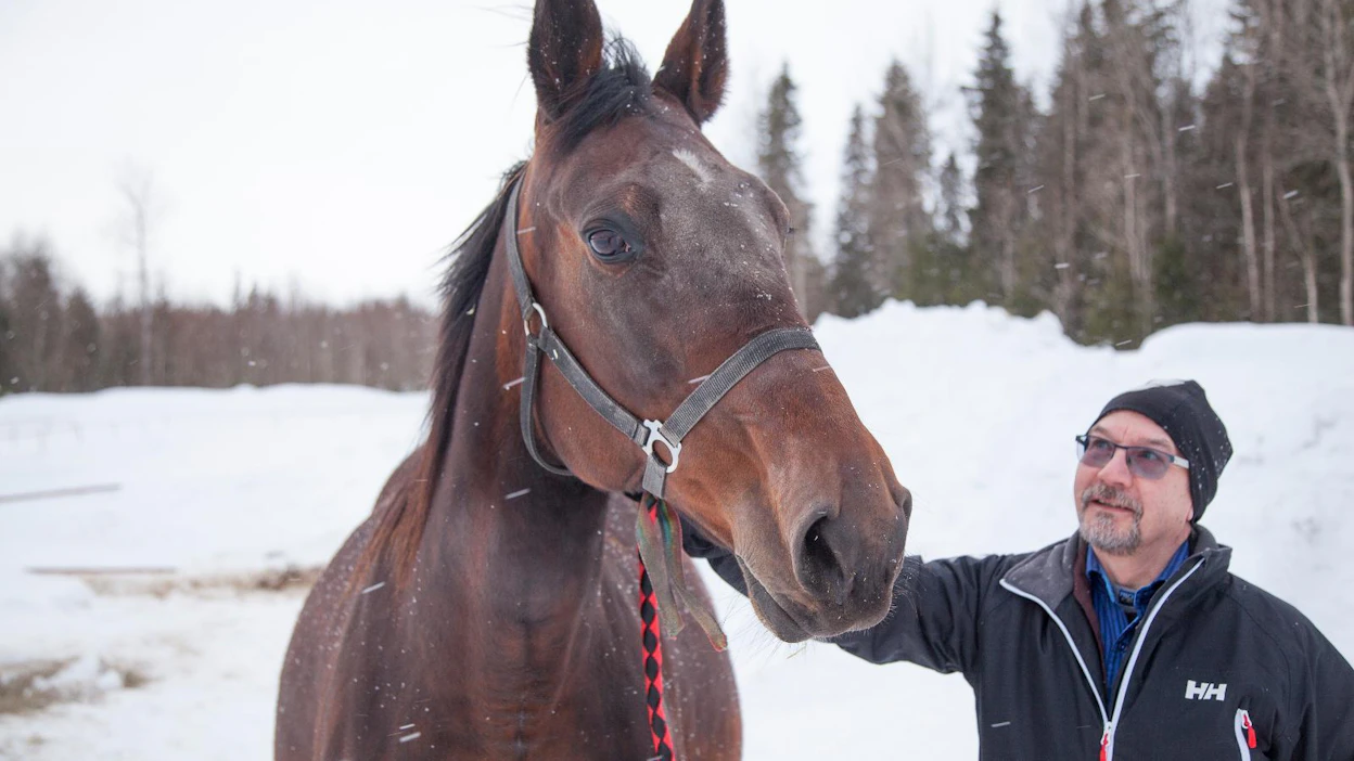 Hannu Saloniemellä on yhdeksän lämminveristä siitostammaa. 1.13,5-aikaisen Nova Zetin (i. Pine Chip, e. Somber Susan, ei. Super Bowl) sisaruksiin kuuluu Hövding Lavec.