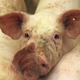 Saksa koittaa löytää sianlihalleen markkinoita. Kuvituskuva.
