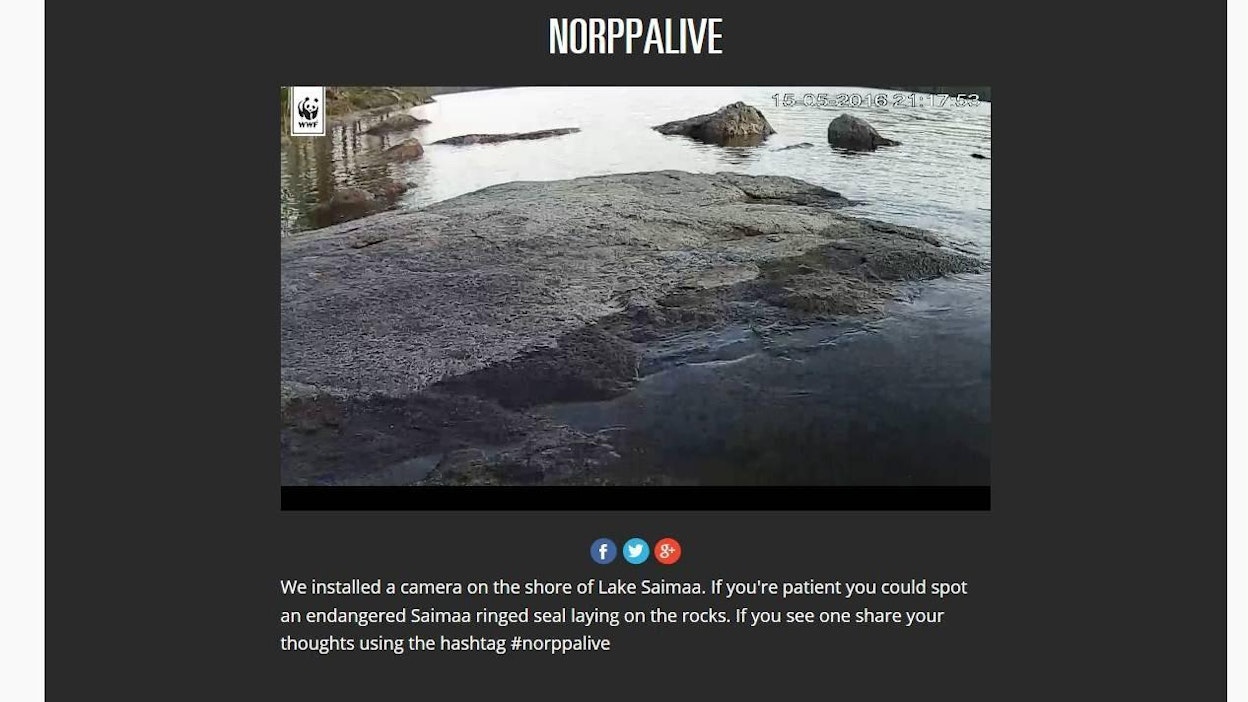 Tänään nimen saava norppauros ei ollut kivellään eilisiltana.