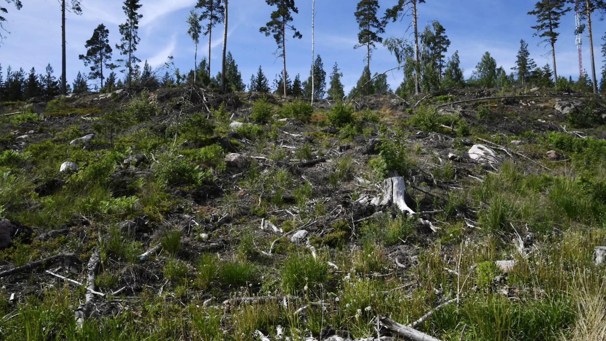 Kesäkuun loppuun mennessä Metsäkeskukselle oli tänä vuonna ilmoitettu yli 100 000 hehtaarista uudistushakkuualueita. LEHTIKUVA / MARKKU ULANDER