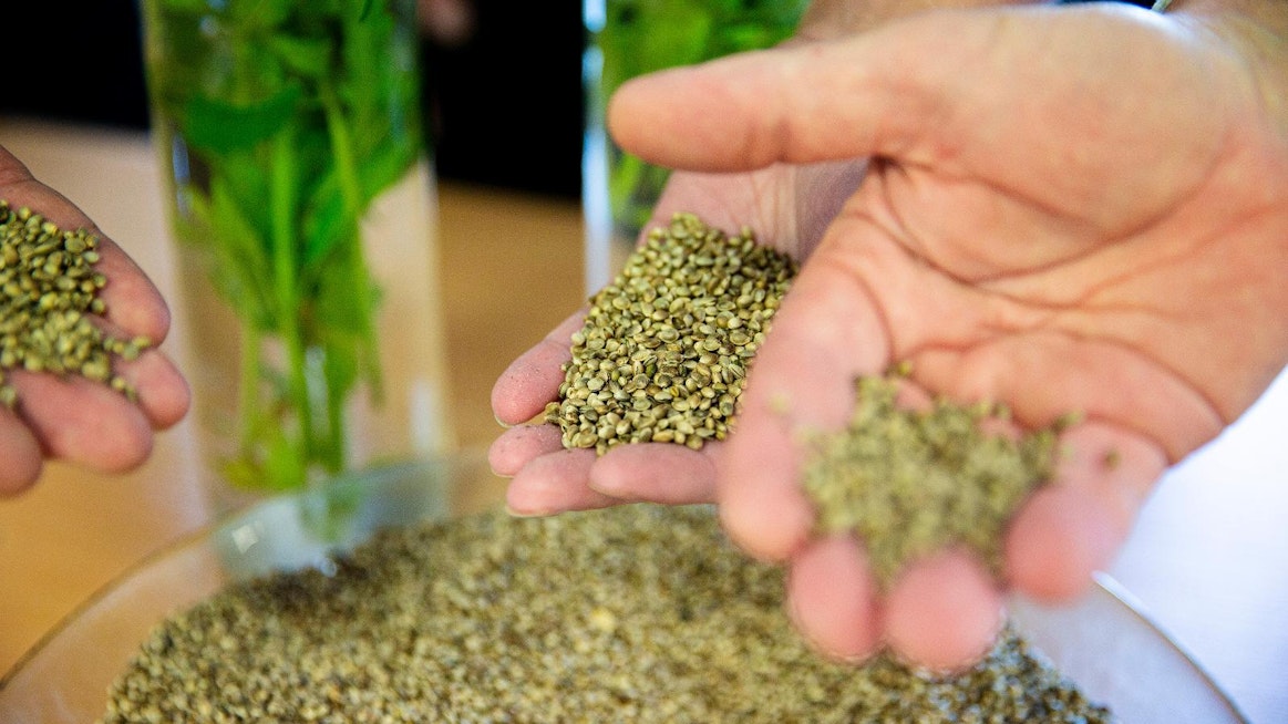 Golden Malt kehittää sekä viljelyä, että jatkojalostusta. Yrityksen keihäänkärkenä on idätetty hamppu, jota tuotetaan Oitissa yhteistyössä Trans Farmsin kanssa.