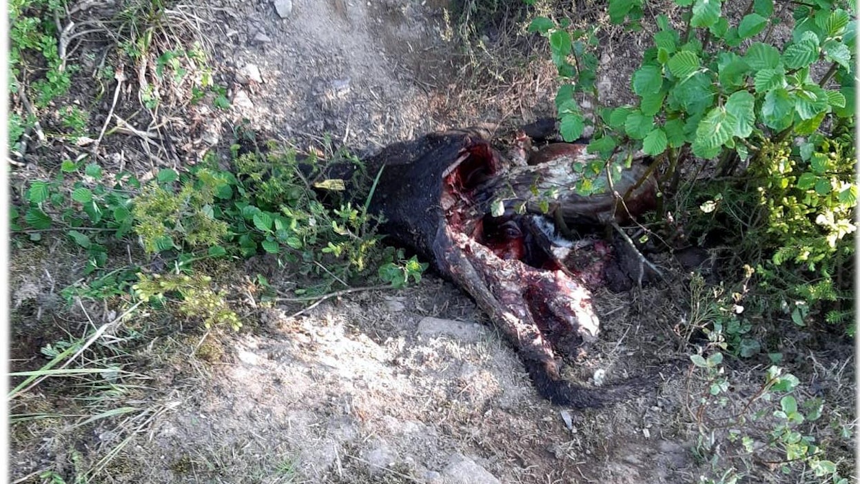 Susien raatelema ja puoliksi syöty vasikka löytyi ojasta 50 metrin päässä navetasta.
