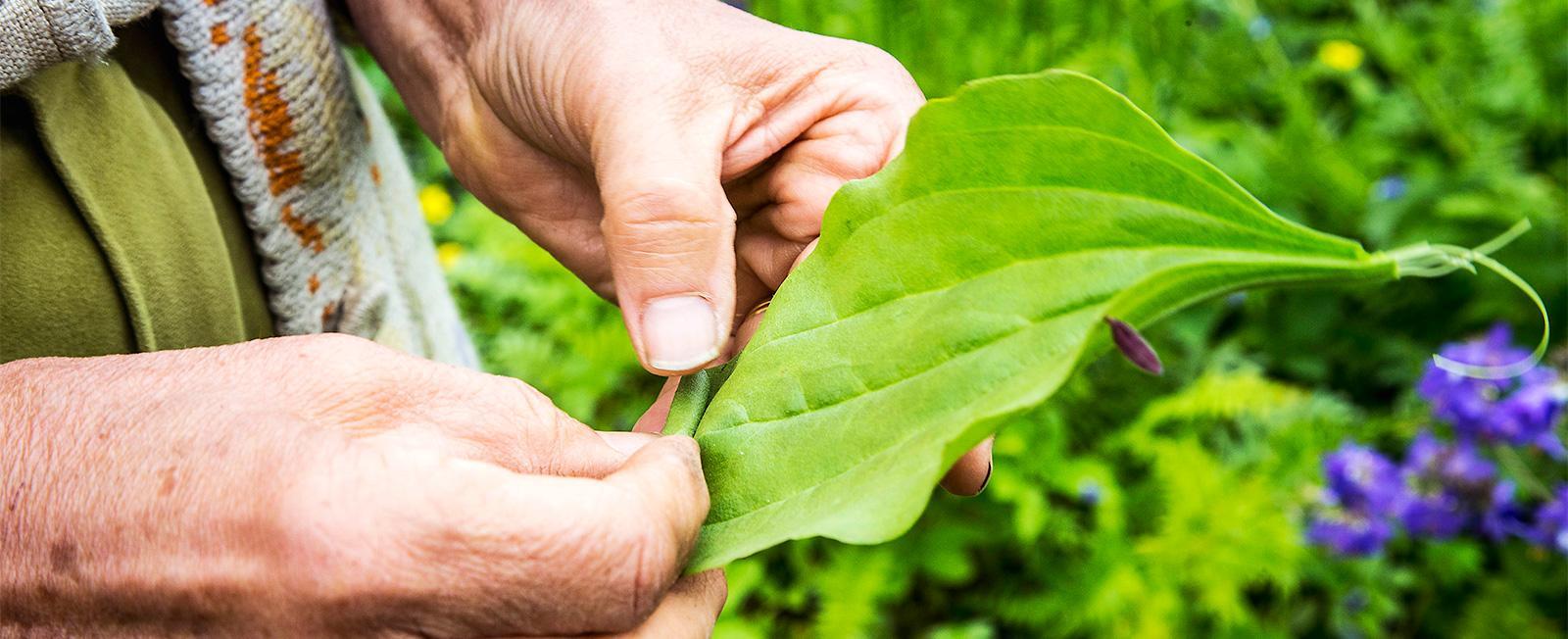 Kun piharatamon lehdet kasvavat isoiksi, ne muuttuvat koviksi ja kuituisiksi.