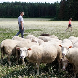 ”Eräs ohikulkija kiitti maisemasta luettuaan lehdestä, että hänen junasta ihailemansa lampaat ovat meidän”, Peppi Laine kertoo ympäristöpalkinnon saamasta huomiosta. Puoliso Marko seuraa, miten Liinu-tytär ja paimenkoira Sissi saavat lampaat tottelemaan. Jaana Kankaanpää