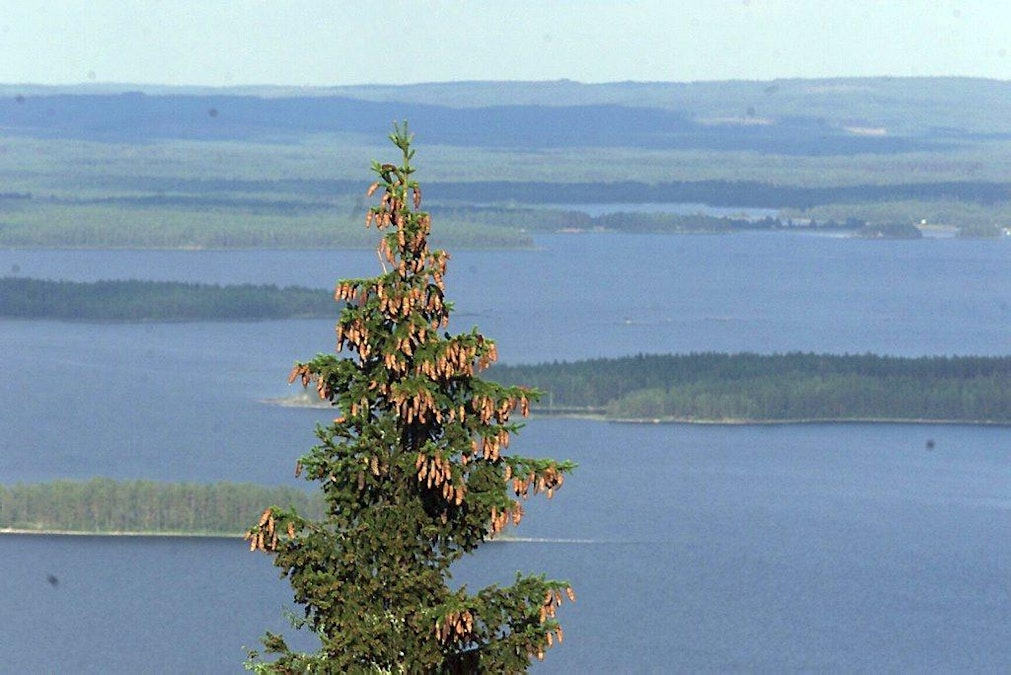 Suomalainen aarniometsä saa Vuoden luontokirja -palkinnon - MT Metsä -  Maaseudun Tulevaisuus