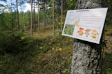 Koivuun ripustettu kyltti varoittaa marjastuksesta ja sienestyksestä entisen ampumaradan vaikutusalueella.