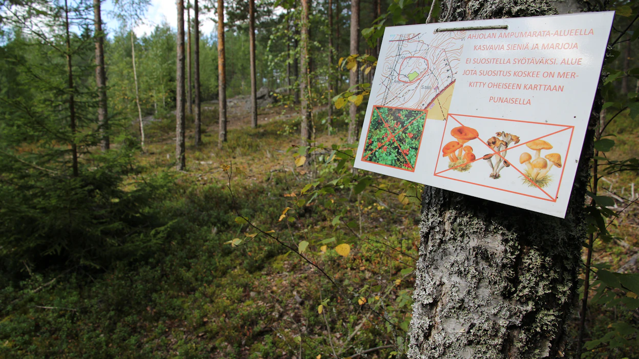 Koivuun ripustettu kyltti varoittaa marjastuksesta ja sienestyksestä entisen ampumaradan vaikutusalueella.