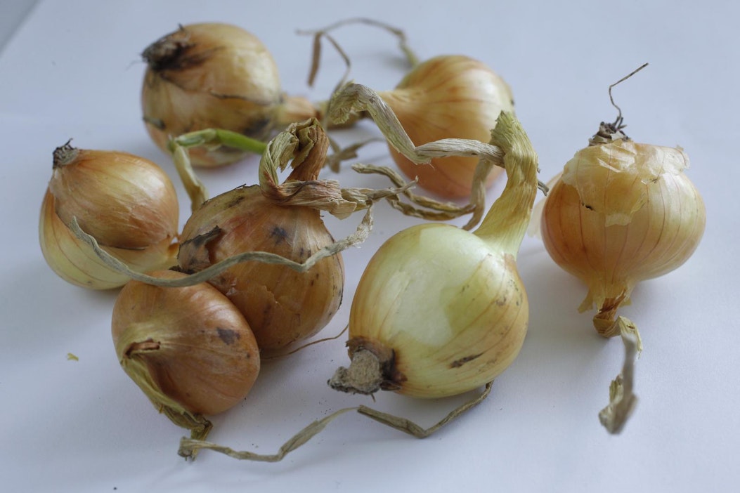 Pekka Vehviläisen yritys on Suomen suurin sipulintuottaja.