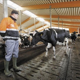 Janne Kokon tili tulee maidosta, joten lehmien pitää tuottaa täysillä. Pekka Fali