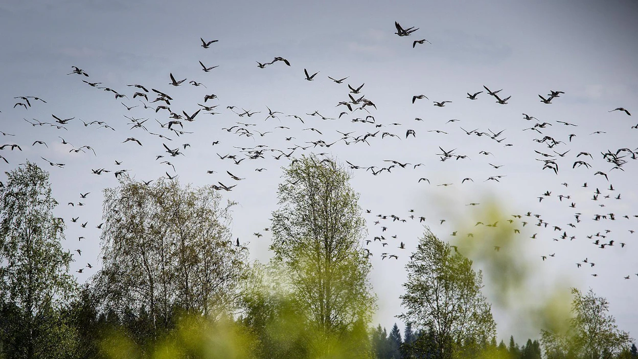 Ennusteen mukaan Pohjanmeren rannoilla puhaltaa torstaina lounainen myötätuulivirtaus, joka jatkuu lauantaiaamusta sunnuntai-iltaan, minkä aikana linnut ehtinevät Itämerelle. Siellä ja Baltiassa lämmin myötätuulivirtaus jatkuu ennusteiden mukaan etelän ja lounaan väliltä ensi viikon tiistaihin, jopa keskiviikkoon asti. Virtauksen mukana suuria hanhimääriä voisi helposti päästä Viroon ja Suomeen asti.