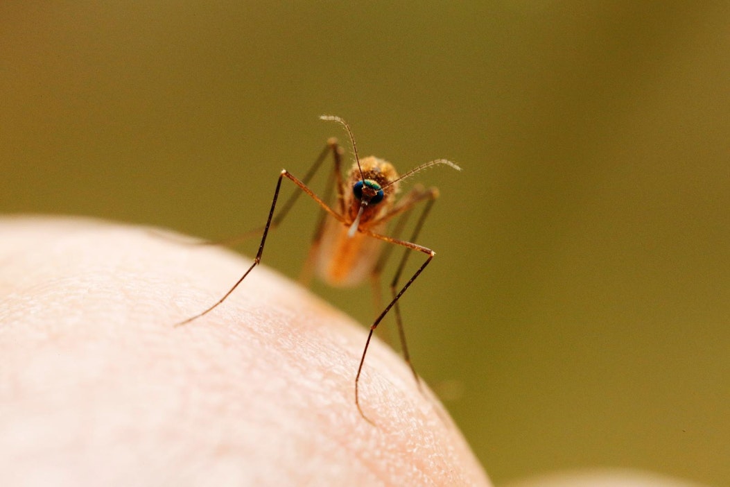 Hyttysten aiheuttama kiusa riippuu henkilöstä.