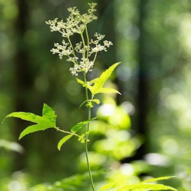 Mesiangervo on yleinen kaikkialla Suomessa. Sitä löytää esimerkiksi ojista ja muista kosteista paikoista. Kukat ovat mainio mauste, lehdet erinomainen teeaines.