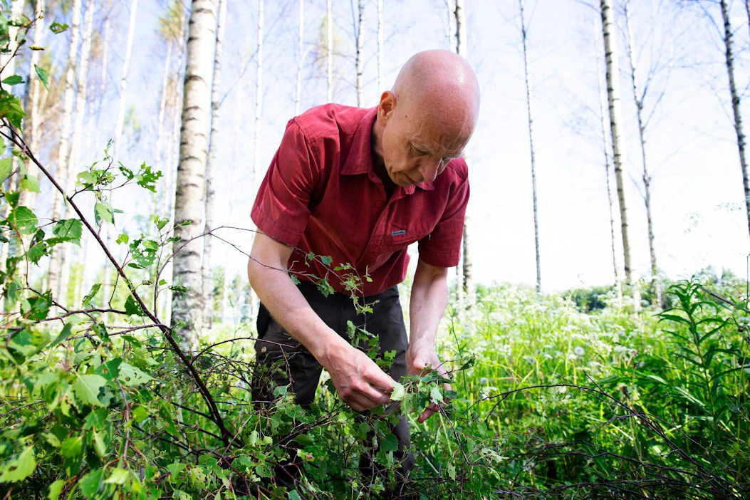 Metsäkeskuksen metsänhoidon asiantuntija Pekka Kuitunen kävi ennen juhannusta katsomassa lumimittarin jo toistamiseen syömää metsää Taipalsaarella. Kaadetun puun vuosirenkaat paljastivat, että koivujen paksuuskasvu jäi vuonna 2019 laihaksi, kun kaikki energia kului uusien lehtien kasvattamiseen.