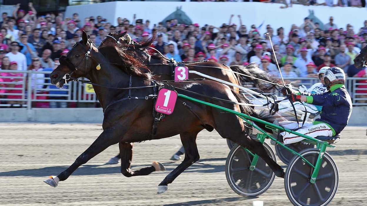 Elitloppet-voittaja Ringostarr Treb ei kilpaile lauantaina Kouvolassa.