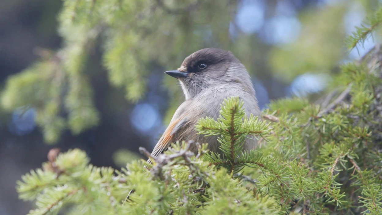 Mitä kertoo kuukkeli uhanalaisuustilanteestaan ja elämästään metsässä? MT:n toimittajat kuuntelevat lauluja.
