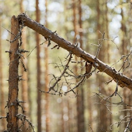 Lumen silpomia puita on löytynyt muun muassa Keski- ja Kaakkois-Suomesta.