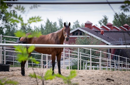 Suomen ravivalmentajat ry - Maaseudun Tulevaisuus