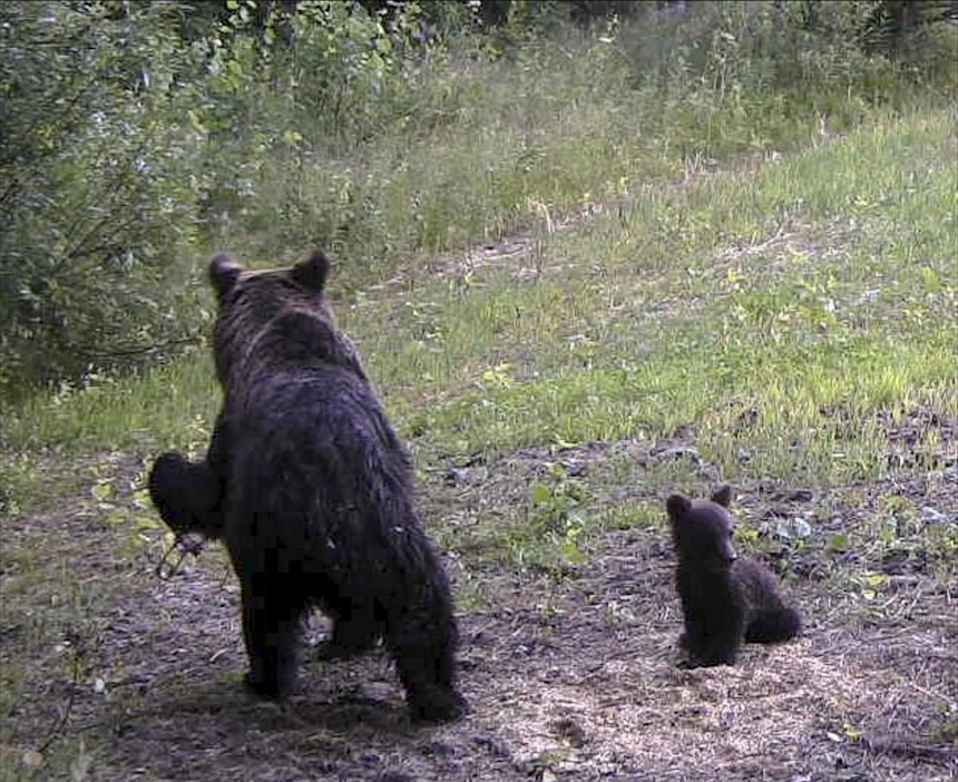 Poliisi kertoo joutuvansa lopettamaan pienpetorautaan viime kesänä loukkaantuneen karhuemon. Arkistokuva viime kesältä.