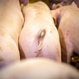 Animalian mukaan suomalainen sianlihantuotanto ei ole muita maita eettisempää.