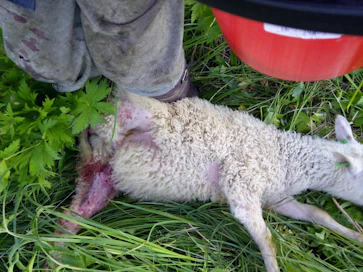 Lammastilallisia kohtasi laitumella surullinen näky. Joukko lampaita löytyi haasta raadeltuina.