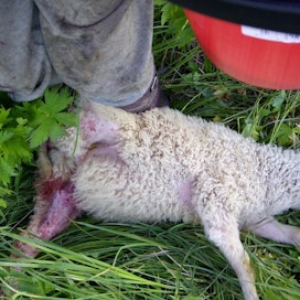 Lammastilallisia kohtasi laitumella surullinen näky. Joukko lampaita löytyi haasta raadeltuina.
