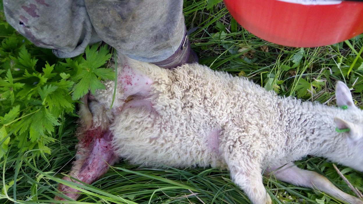 Lammastilallisia kohtasi laitumella surullinen näky. Joukko lampaita löytyi haasta raadeltuina.