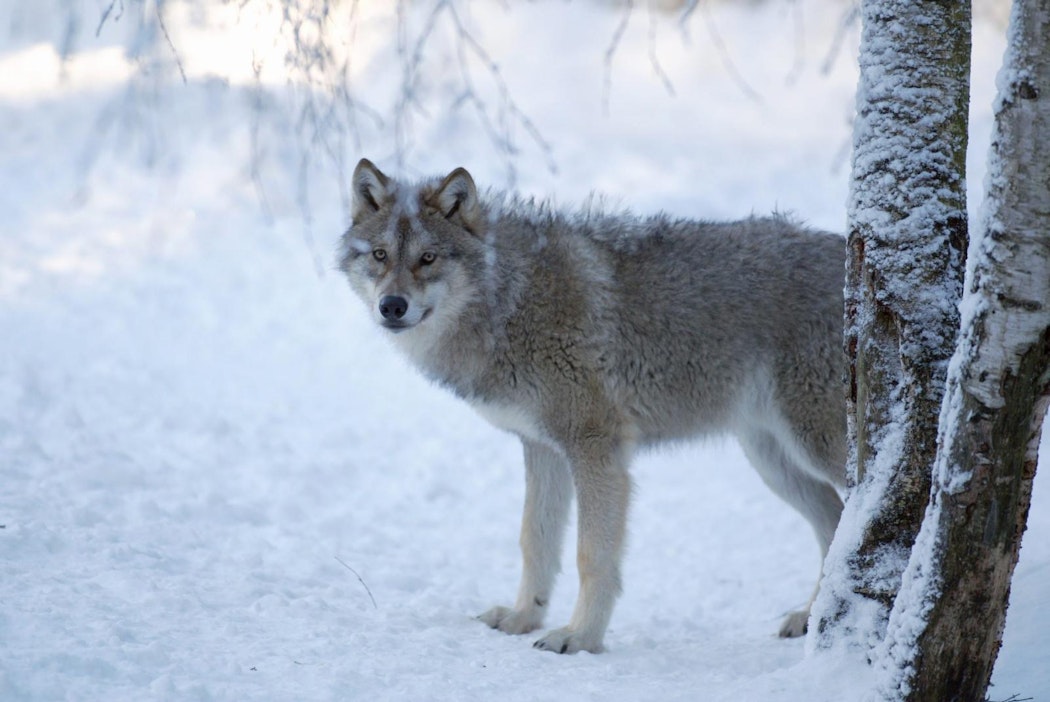 Susireviirin koko vaikuttaa merkittävästi koiravahinkojen määrään.