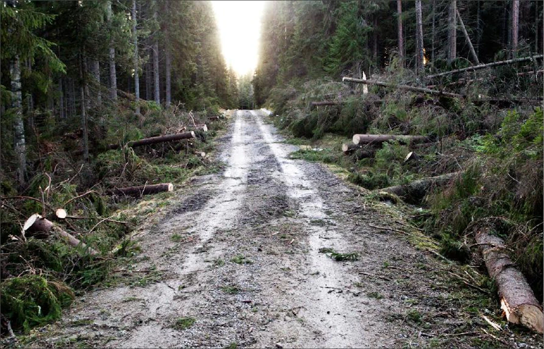 Suojelemattoman metsän kaatunut puusto on metsän hyönteis- ja sienituholain tarkoittamaa puustoa, joka metsänomistajan on korjattava pois metsästään ennen uuden kaarnakuoriaissukupolven aikuistumista keskikesällä, Risto Jalkanen muistuttaa Kari Salonen