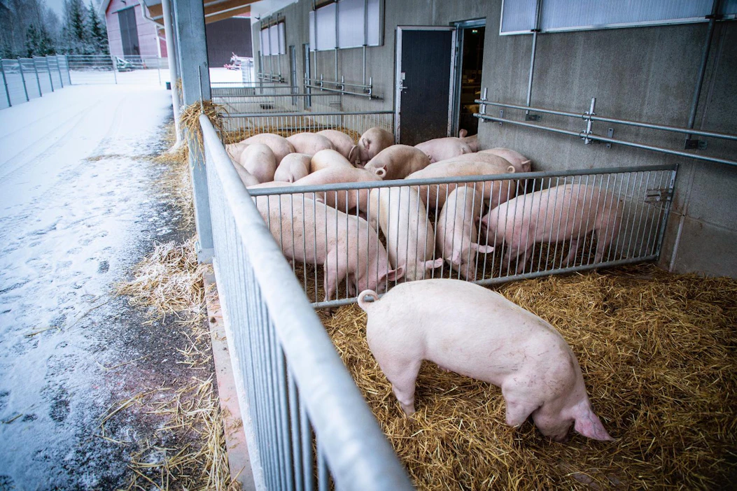 Eläinmääräilmoitus on pakollinen tiloille, jotka ovat hakeneet eläinten hyvinvointikorvausta sioista tai siipikarjasta.