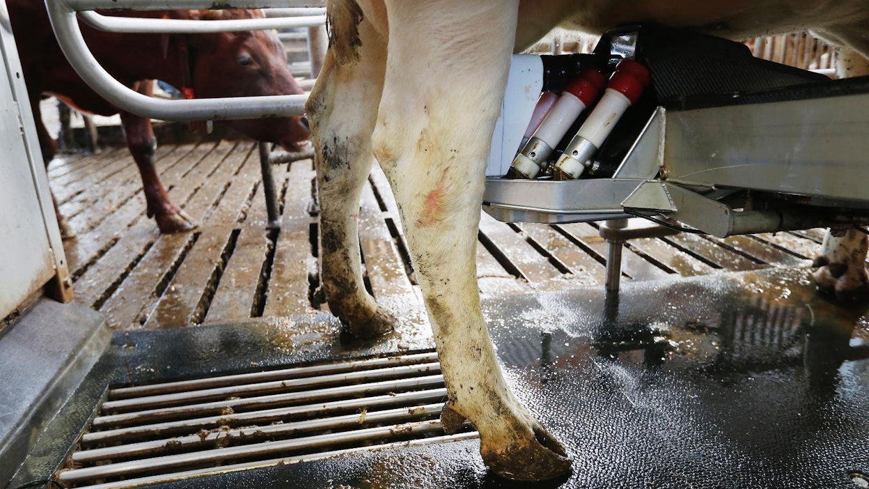 Maitoa tuotetaan maailmalla edelleen yli tarpeen.